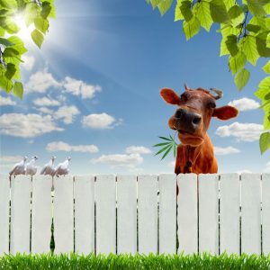 Magas fehérjetartalmú, vegyszermentes kender takarmány állatok részére